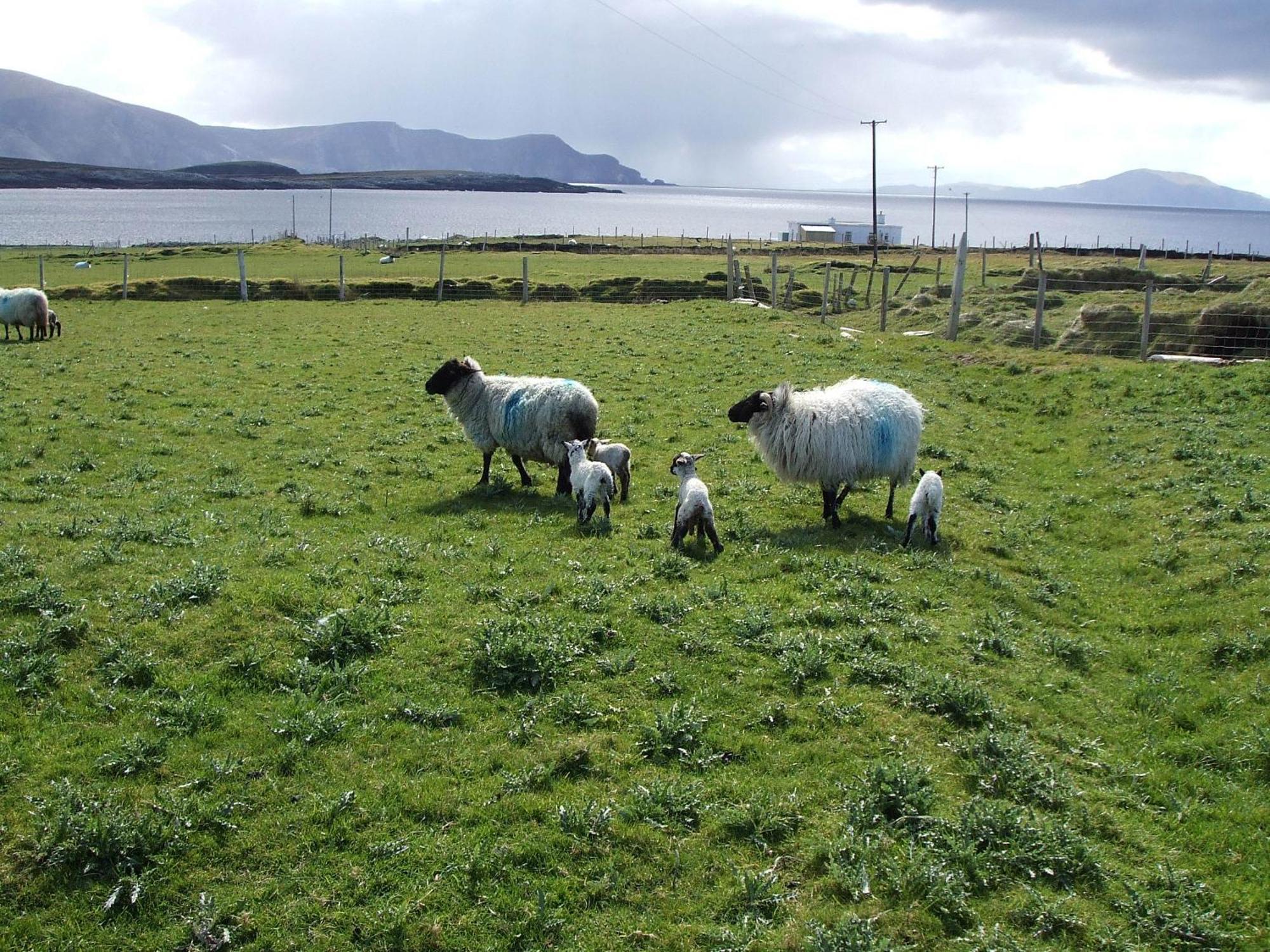Bed and Breakfast Achill West Coast House Dooagh Esterno foto