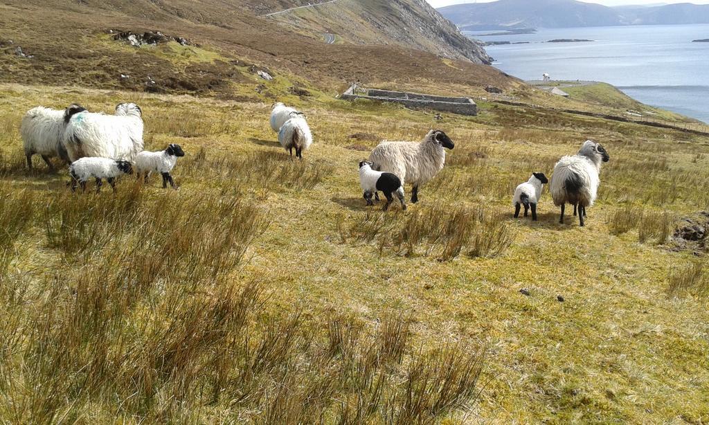 Bed and Breakfast Achill West Coast House Dooagh Esterno foto
