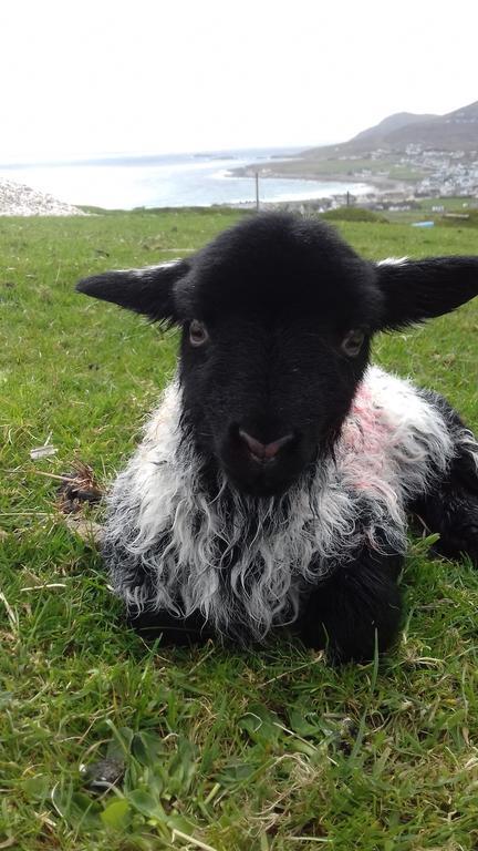 Bed and Breakfast Achill West Coast House Dooagh Esterno foto